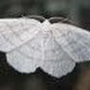 Meet your Posher, Todd